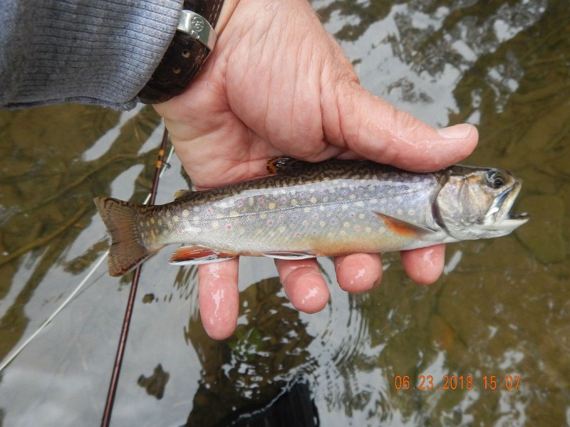 -Kettle Valley-058-.jpg - Then I was back to hitting the brookies.